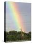 Giraffe, at End of Rainbow, Etosha National Park, Namibia-Tony Heald-Stretched Canvas