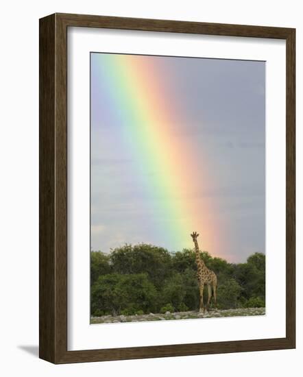 Giraffe, at End of Rainbow, Etosha National Park, Namibia-Tony Heald-Framed Photographic Print