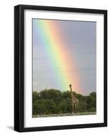 Giraffe, at End of Rainbow, Etosha National Park, Namibia-Tony Heald-Framed Photographic Print