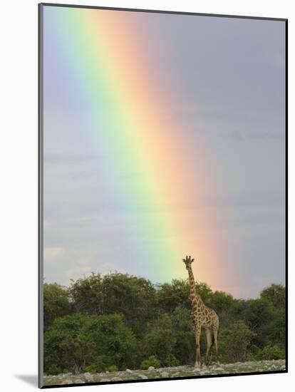 Giraffe, at End of Rainbow, Etosha National Park, Namibia-Tony Heald-Mounted Photographic Print