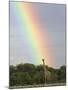 Giraffe, at End of Rainbow, Etosha National Park, Namibia-Tony Heald-Mounted Photographic Print