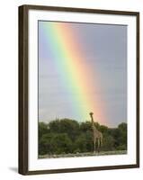 Giraffe, at End of Rainbow, Etosha National Park, Namibia-Tony Heald-Framed Photographic Print