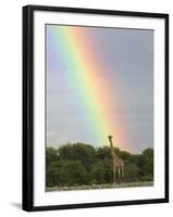 Giraffe, at End of Rainbow, Etosha National Park, Namibia-Tony Heald-Framed Photographic Print