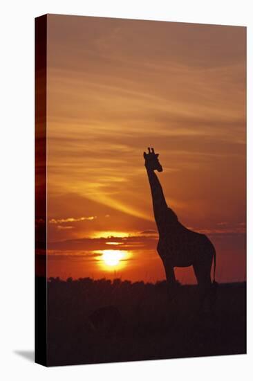 Giraffe at Sunrise, Maasai Mara Wildlife Reserve, Kenya-Jagdeep Rajput-Stretched Canvas