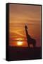 Giraffe at Sunrise, Maasai Mara Wildlife Reserve, Kenya-Jagdeep Rajput-Framed Stretched Canvas