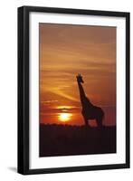 Giraffe at Sunrise, Maasai Mara Wildlife Reserve, Kenya-Jagdeep Rajput-Framed Premium Photographic Print