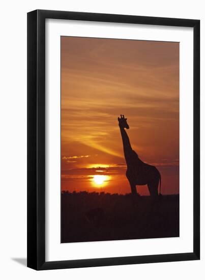 Giraffe at Sunrise, Maasai Mara Wildlife Reserve, Kenya-Jagdeep Rajput-Framed Premium Photographic Print