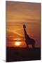 Giraffe at Sunrise, Maasai Mara Wildlife Reserve, Kenya-Jagdeep Rajput-Mounted Premium Photographic Print