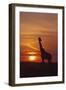 Giraffe at Sunrise, Maasai Mara Wildlife Reserve, Kenya-Jagdeep Rajput-Framed Photographic Print