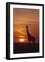 Giraffe at Sunrise, Maasai Mara Wildlife Reserve, Kenya-Jagdeep Rajput-Framed Photographic Print