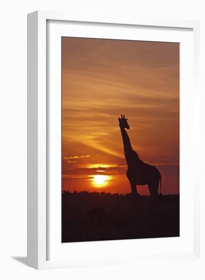 Giraffe at Sunrise, Maasai Mara Wildlife Reserve, Kenya-Jagdeep Rajput-Framed Photographic Print