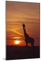 Giraffe at Sunrise, Maasai Mara Wildlife Reserve, Kenya-Jagdeep Rajput-Mounted Photographic Print