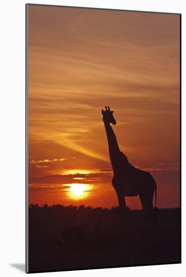 Giraffe at Sunrise, Maasai Mara Wildlife Reserve, Kenya-Jagdeep Rajput-Mounted Photographic Print