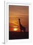 Giraffe at Sunrise, Maasai Mara Wildlife Reserve, Kenya-Jagdeep Rajput-Framed Photographic Print