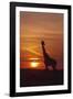 Giraffe at Sunrise, Maasai Mara Wildlife Reserve, Kenya-Jagdeep Rajput-Framed Photographic Print