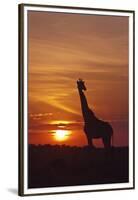 Giraffe at Sunrise, Maasai Mara Wildlife Reserve, Kenya-Jagdeep Rajput-Framed Premium Photographic Print