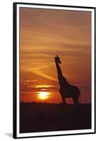 Giraffe at Sunrise, Maasai Mara Wildlife Reserve, Kenya-Jagdeep Rajput-Framed Premium Photographic Print