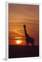 Giraffe at Sunrise, Maasai Mara Wildlife Reserve, Kenya-Jagdeep Rajput-Framed Premium Photographic Print