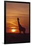 Giraffe at Sunrise, Maasai Mara Wildlife Reserve, Kenya-Jagdeep Rajput-Framed Premium Photographic Print