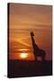 Giraffe at Sunrise, Maasai Mara Wildlife Reserve, Kenya-Jagdeep Rajput-Stretched Canvas