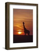 Giraffe at Sunrise, Maasai Mara Wildlife Reserve, Kenya-Jagdeep Rajput-Framed Photographic Print