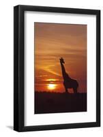 Giraffe at Sunrise, Maasai Mara Wildlife Reserve, Kenya-Jagdeep Rajput-Framed Photographic Print