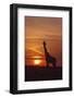 Giraffe at Sunrise, Maasai Mara Wildlife Reserve, Kenya-Jagdeep Rajput-Framed Photographic Print