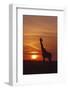 Giraffe at Sunrise, Maasai Mara Wildlife Reserve, Kenya-Jagdeep Rajput-Framed Photographic Print