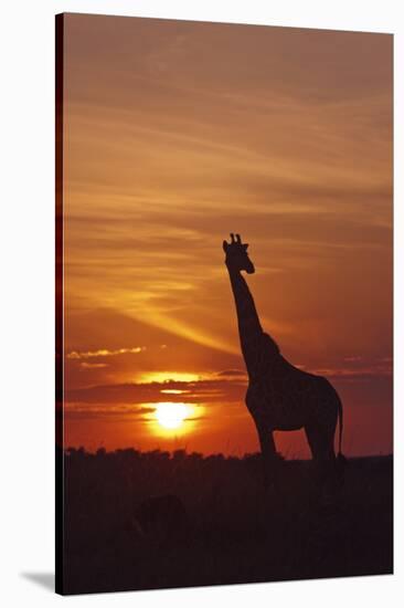 Giraffe at Sunrise, Maasai Mara Wildlife Reserve, Kenya-Jagdeep Rajput-Stretched Canvas
