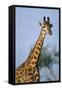 Giraffe at Sunset-Paul Souders-Framed Stretched Canvas