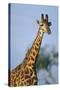 Giraffe at Sunset-Paul Souders-Stretched Canvas