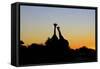 Giraffe at Sunset-null-Framed Stretched Canvas