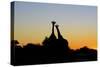 Giraffe at Sunset-null-Stretched Canvas