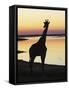 Giraffe at Sunset-null-Framed Stretched Canvas
