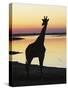 Giraffe at Sunset-null-Stretched Canvas