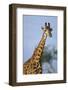 Giraffe at Sunset-Paul Souders-Framed Photographic Print