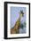 Giraffe at Sunset-Paul Souders-Framed Photographic Print