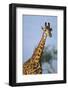 Giraffe at Sunset-Paul Souders-Framed Photographic Print