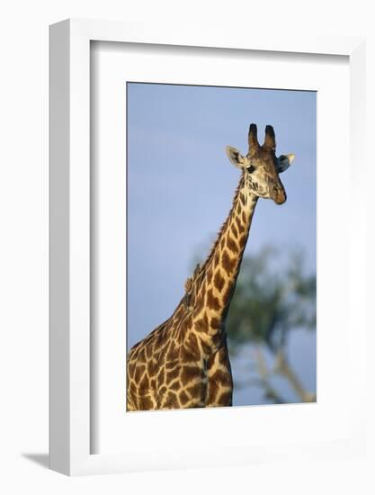 Giraffe at Sunset-Paul Souders-Framed Photographic Print