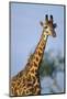 Giraffe at Sunset-Paul Souders-Mounted Photographic Print