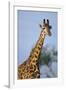 Giraffe at Sunset-Paul Souders-Framed Photographic Print