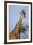 Giraffe at Sunset-Paul Souders-Framed Photographic Print