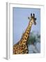 Giraffe at Sunset-Paul Souders-Framed Photographic Print