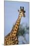 Giraffe at Sunset-Paul Souders-Mounted Photographic Print