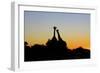 Giraffe at Sunset-null-Framed Photographic Print