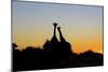 Giraffe at Sunset-null-Mounted Photographic Print