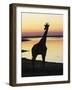 Giraffe at Sunset-null-Framed Photographic Print