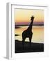 Giraffe at Sunset-null-Framed Photographic Print