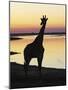 Giraffe at Sunset-null-Mounted Photographic Print