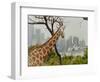 Giraffe at the Sydney Opera House-Theo Westenberger-Framed Art Print